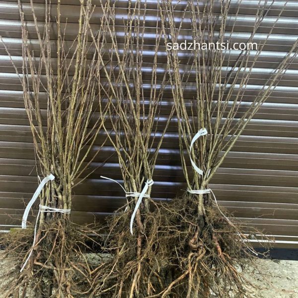 Войлошна вишня "Красуня"