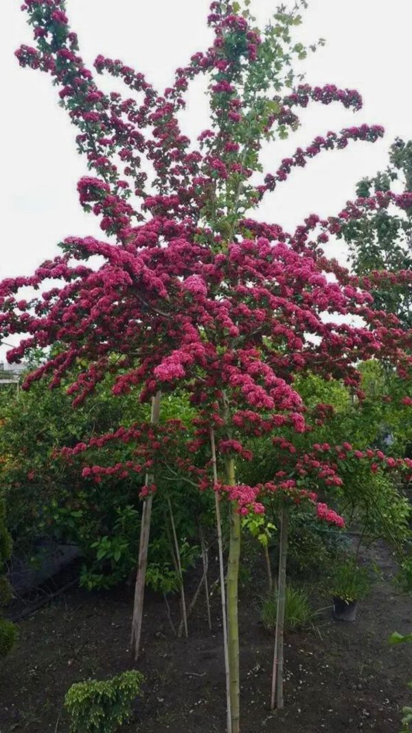 Глід  Пауль Скарлет на штамбі