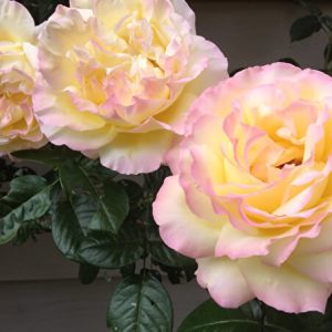 gloriya-dey-1.jpg Троянда Глорія Дей (Gloria Day)