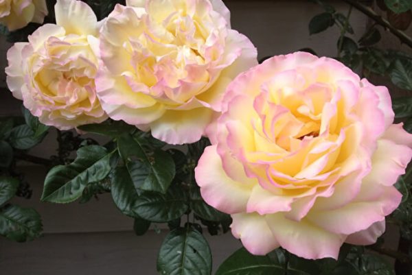 Троянда Глорія Дей (Gloria Day)