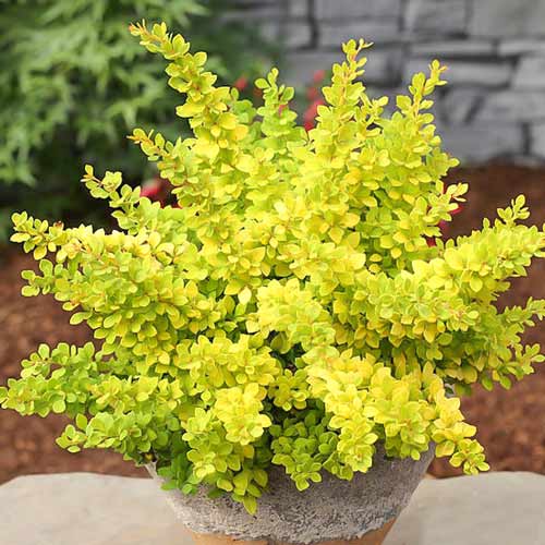 Барбарис Голден Тауер