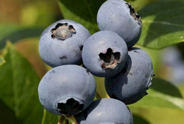 Лохина"Дрейпер" (високоврожайний сорт, середньопізній термін дозрівання) Саджанцям 2,5 роки