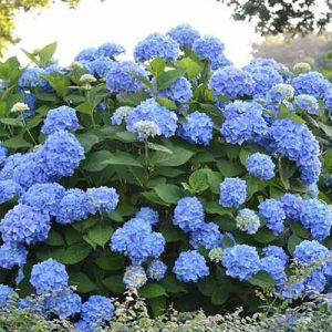 gortenziya-metelchata-blu_1.jpg Гортензія Блакитна Лагуна - закрита коренева, широколиста