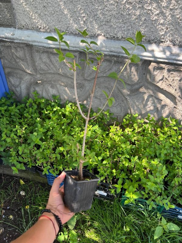 Гортензія широколистна "Хамелеон" (Chameleon) двохрічна, широколиста