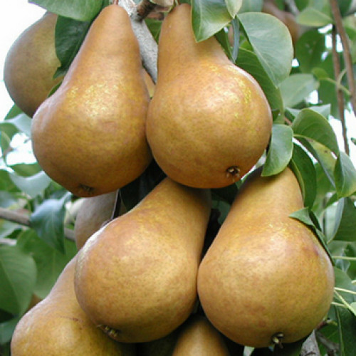 Груша Бера Бокс