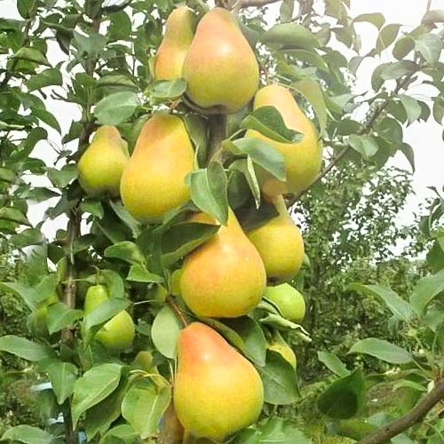 grusha-kolonovidnaya-izumrud_1.jpg Груша "Смарагд" , колоновидна, зимній (пізній) сорт