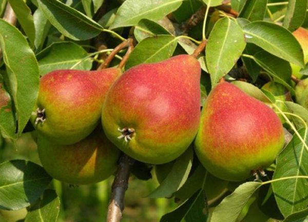 CREATOR: gd-jpeg v1.0 (using IJG JPEG v62), quality = 100 Груша Улюблениця "Клаппа" Саджанці дворічні