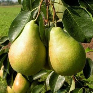 grusha-melina-500x500-1.jpg Груша Мілена