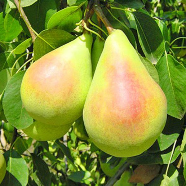 Груша Санта Марія, ранній осінній сорт