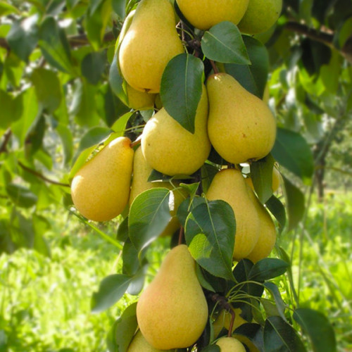 grusha_dekora-500x500-1-1.jpg Груша Декора колоновидна Саджанці дворічні