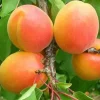 Абрикос "Харостар"( достигає у липні )