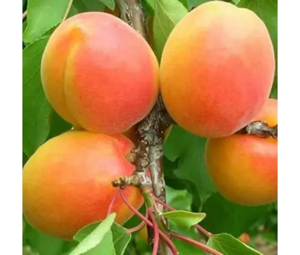 Абрикос "Харостар"( достигає у липні )