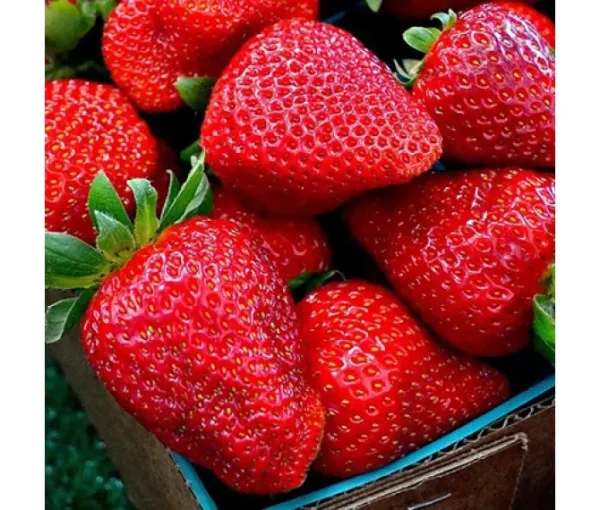 Полуниця "Гармонія"(ремонтантний сорт ), пізній сорт дозрівання Продаємо від 10 шт одного сорту