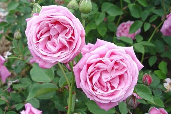 Троянда Хермоза (Hermoza)