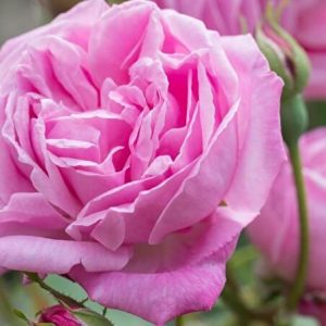 hermoza-2.jpg Троянда Хермоза (Hermoza)