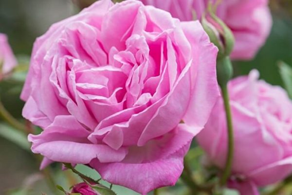 Троянда Хермоза (Hermoza)