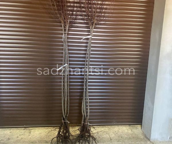 Декоративна слива та їстівна «Хесея» на штамбі