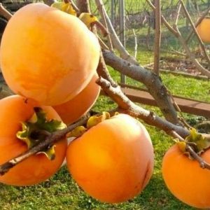 hurma-virginskaya.jpg Хурма "Віргінська Великоплідна" Саджанці дворічні привиті