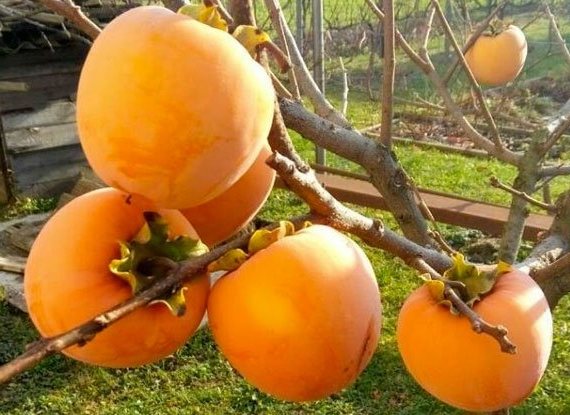 hurma-virginskaya.jpg Хурма "Віргінська Великоплідна" Саджанці дворічні привиті