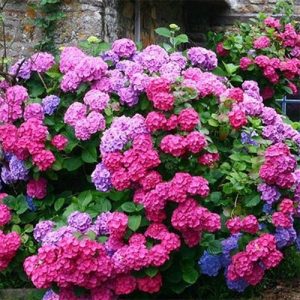 hydrangea-chameleon.jpg Гортензія широколистна "Хамелеон" (Chameleon) двохрічна, широколиста