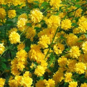 image-1-1.webp Керрія Японська жовта "Variegata"