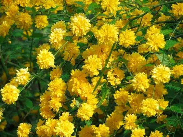 Керрія Японська жовта "Variegata"