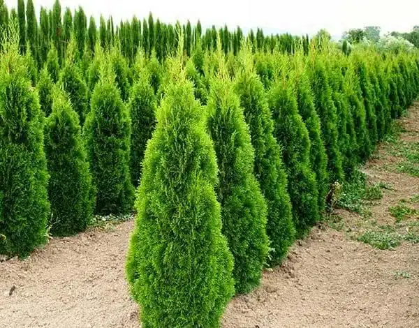 Туя західна 'Смарагд' (Thuja occidentalis 'Smaragd')ВИСОТА 80-100 СМ