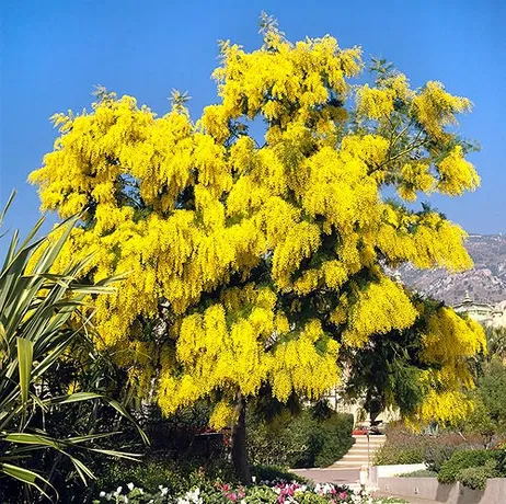 Мімоза (Acacia Dealbata)