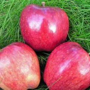 image002.jpg Яблуня "Ред Делішес"