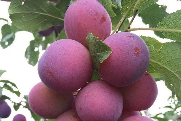 image008-10-788x1050-1.jpg Cлива Президент