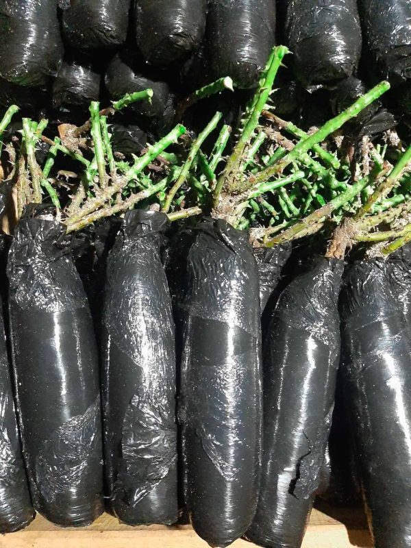 Версилія (VERSILLIA)