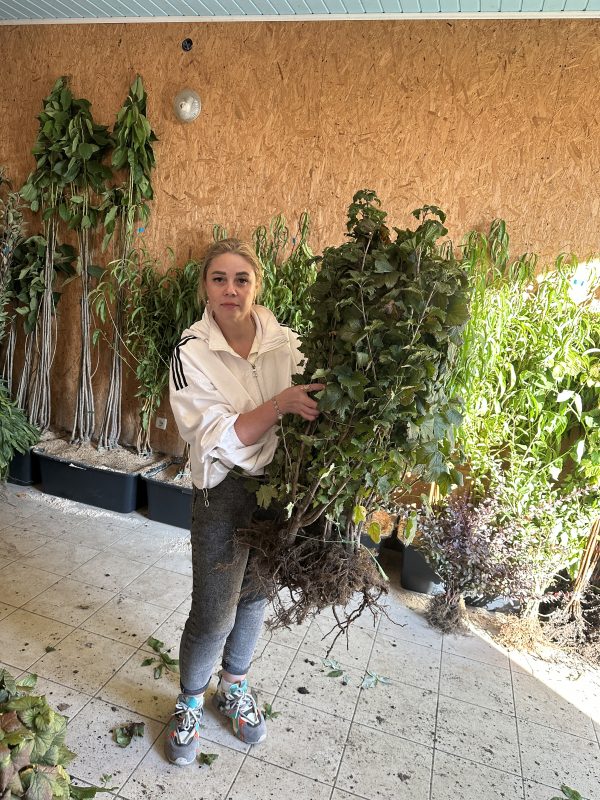 Смородина Краса Львова