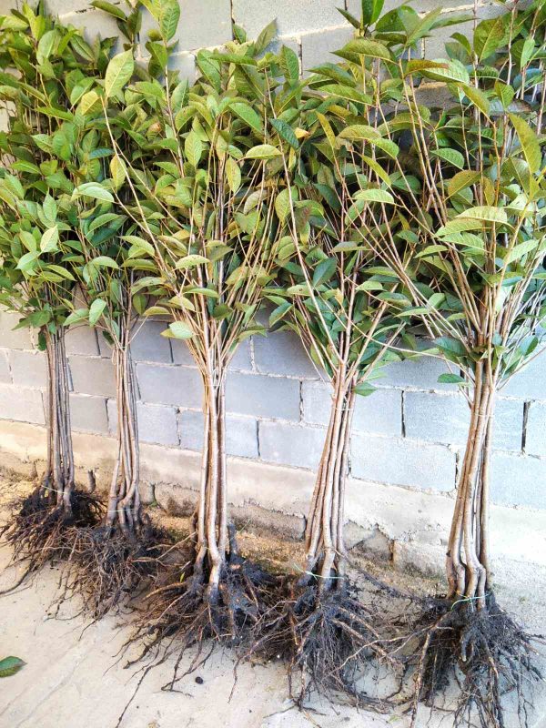 img_0227.jpg Вишня (дюк) Чорний Принц