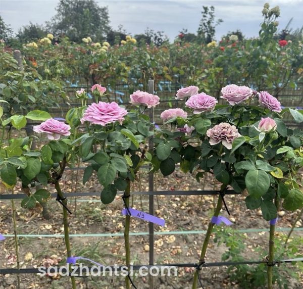 Троянда на штамбі  Аква