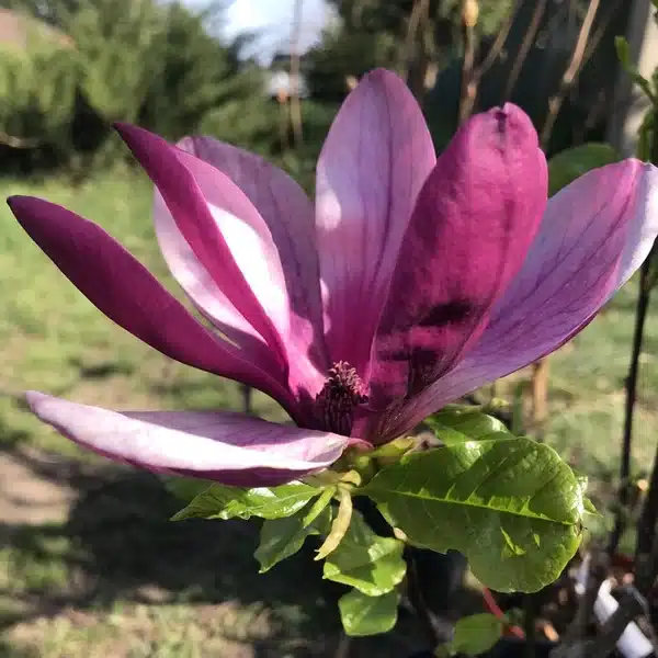 img_20240821_083211.webp Магнолія Нігра саджанці 3-річні