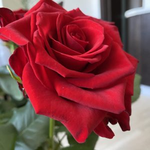 Троянда Марічка