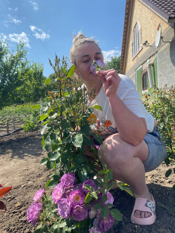 Плетиста троянда "Рапсодія ін Блу" (Rhapsody in Blue)