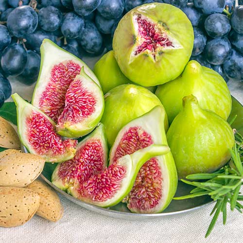 Інжир "Далматський" Саджанці дворічні