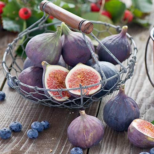 injir-fioletoviy_1.jpg Інжир "Сухумський фіолетовий" Саджанці дворічні