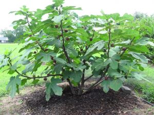 inzhir-chikago-hardi-chicago-hardy-opisanie-sorta-3-300x224-1.jpg Інжир "Чикаго Харді" (Chicago Hardy), саджанці дворічні