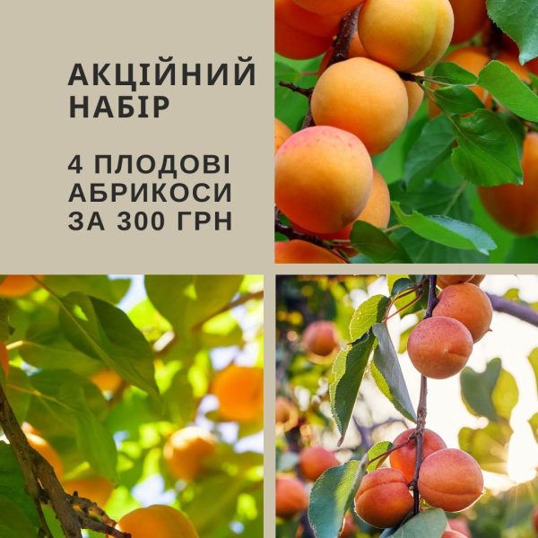 Набір: 4 плодові абрикоси за 300 грн.