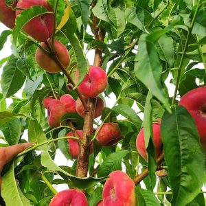 Персик Світ Рінг (інжирний), ранній термін дозрівання