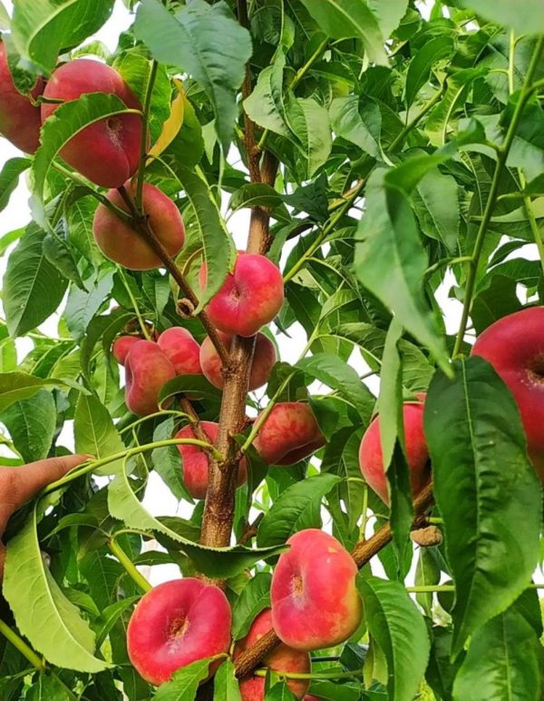 Персик Світ Рінг (інжирний), ранній термін дозрівання