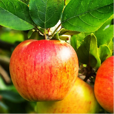 Яблуня карликова Осіннє полосате, осінній сорт