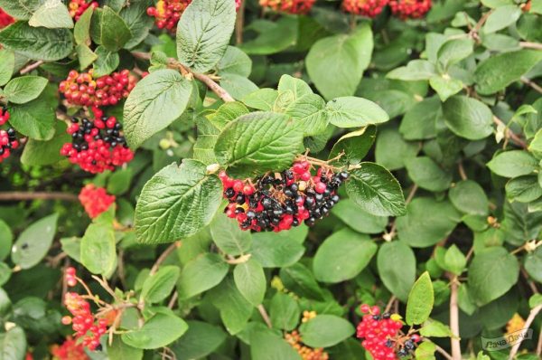 Калина Гордовина