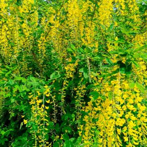 Карагана штамб