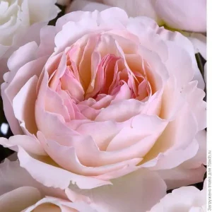 Троянда "Кейра"