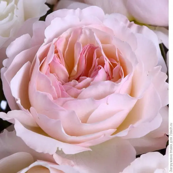 Троянда "Кейра"