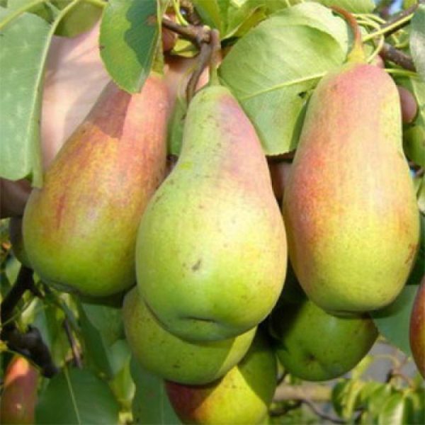 Груша "Киргизка зимня" Саджанці дворічні