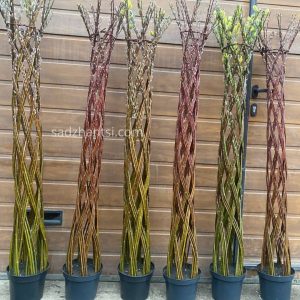 Верба плетена «Лучникова» висота 100-110 см